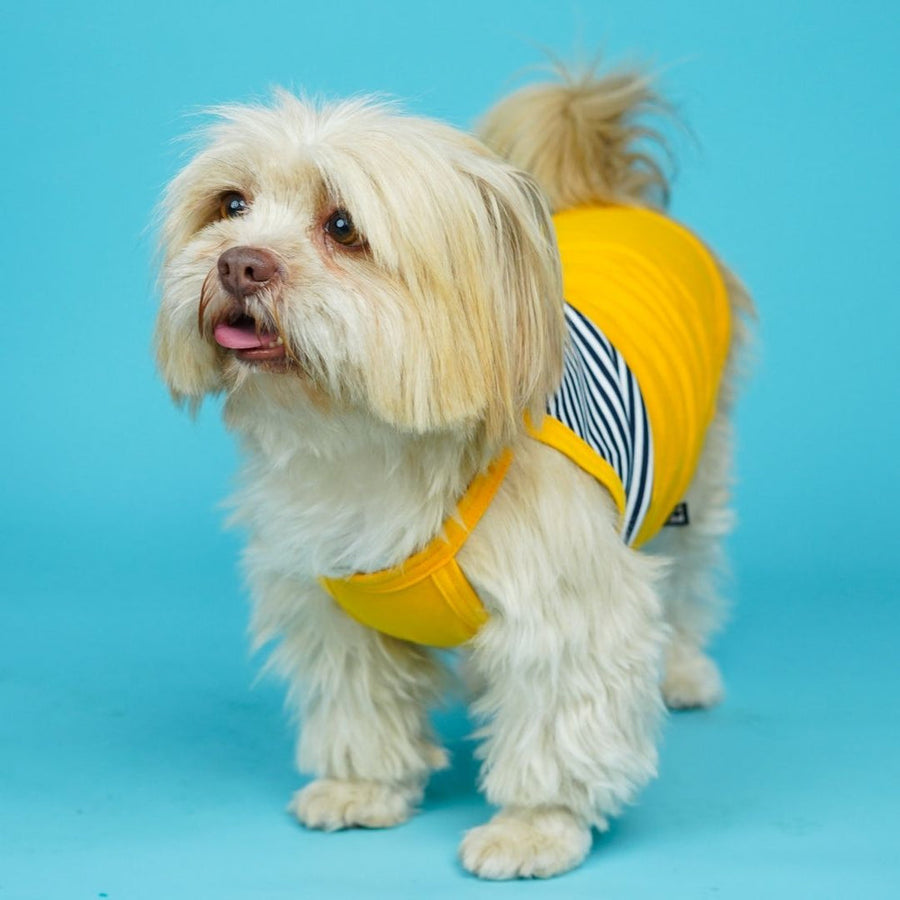 Pets Way Taxi Fetch Vest for Dogs