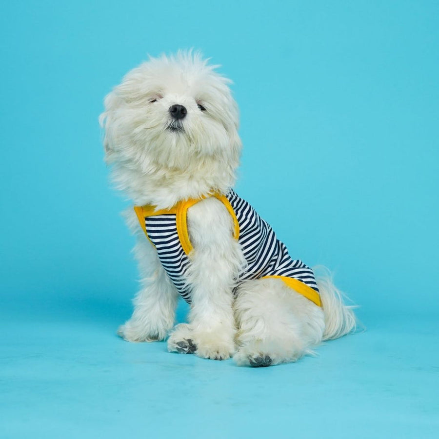 Pets Way Zebra Fetch Vest for Dogs