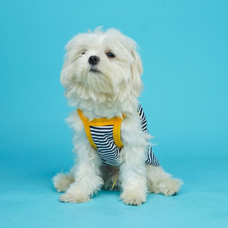 Pets Way Zebra Fetch Vest for Dogs