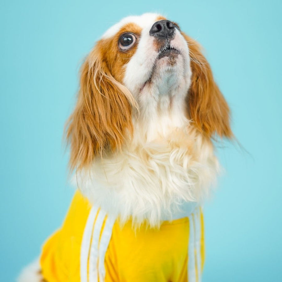 Pets Way Dive In Stripes Yellow T-Shirt for Dogs