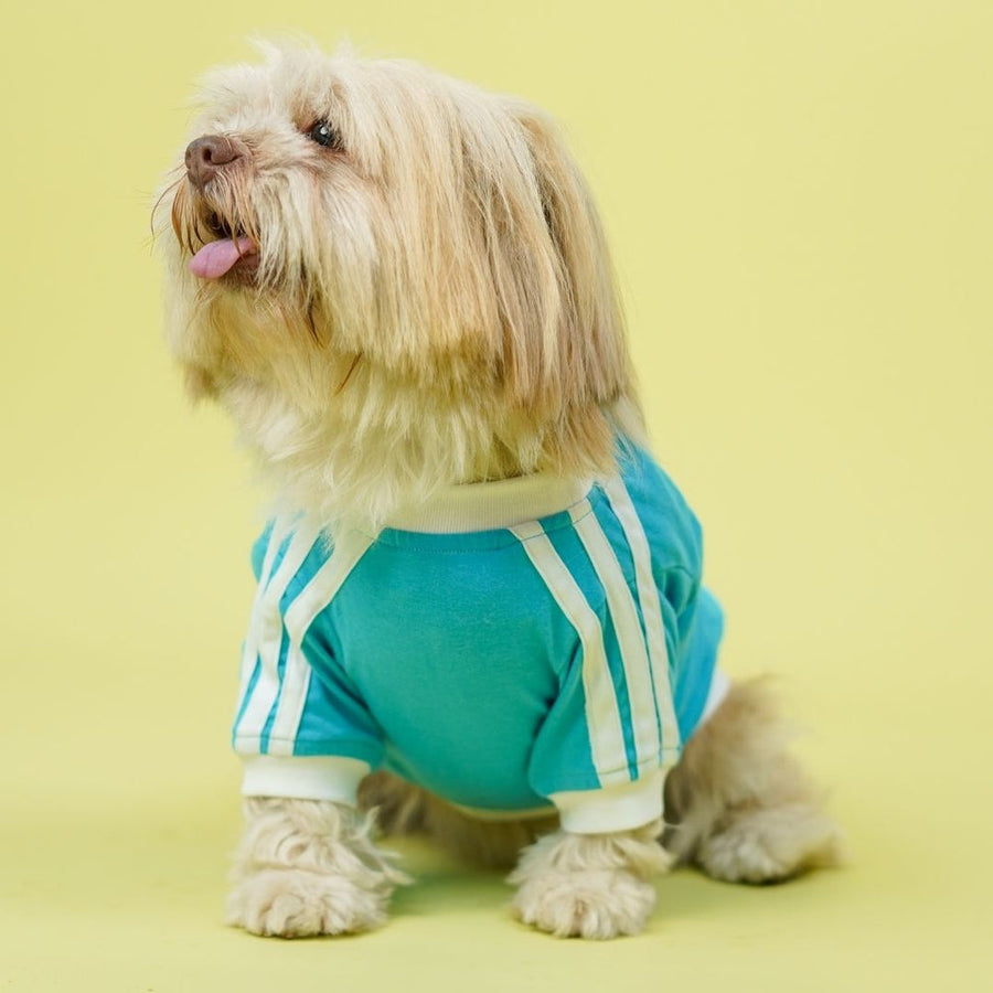 Pets Way Dive In Stripes Ocean T-Shirt for Dogs