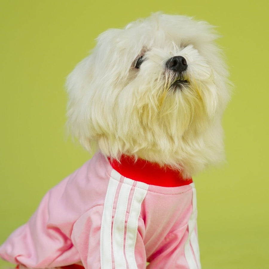 Pets Way Dive In Stripes Blush T-Shirt for Dogs