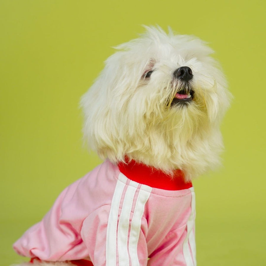 Pets Way Dive In Stripes Blush T-Shirt for Dogs
