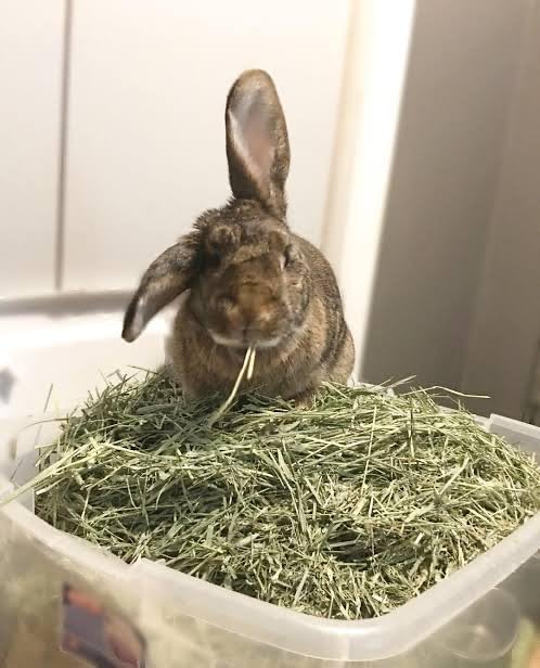 Beaks Animal Feed-Hay