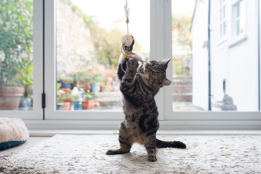 Gigwi Eco Line Catch Scratch Toy for Cats