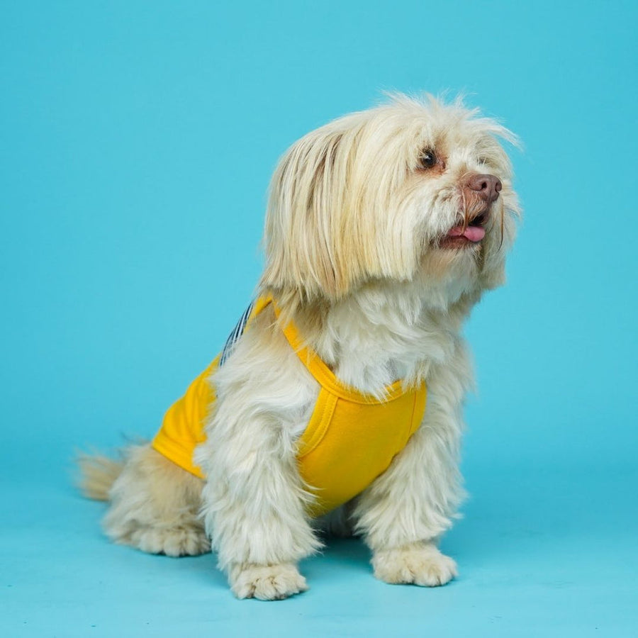Pets Way Taxi Fetch Vest for Dogs