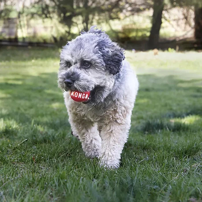 Kong Signature Ball Dog Toy