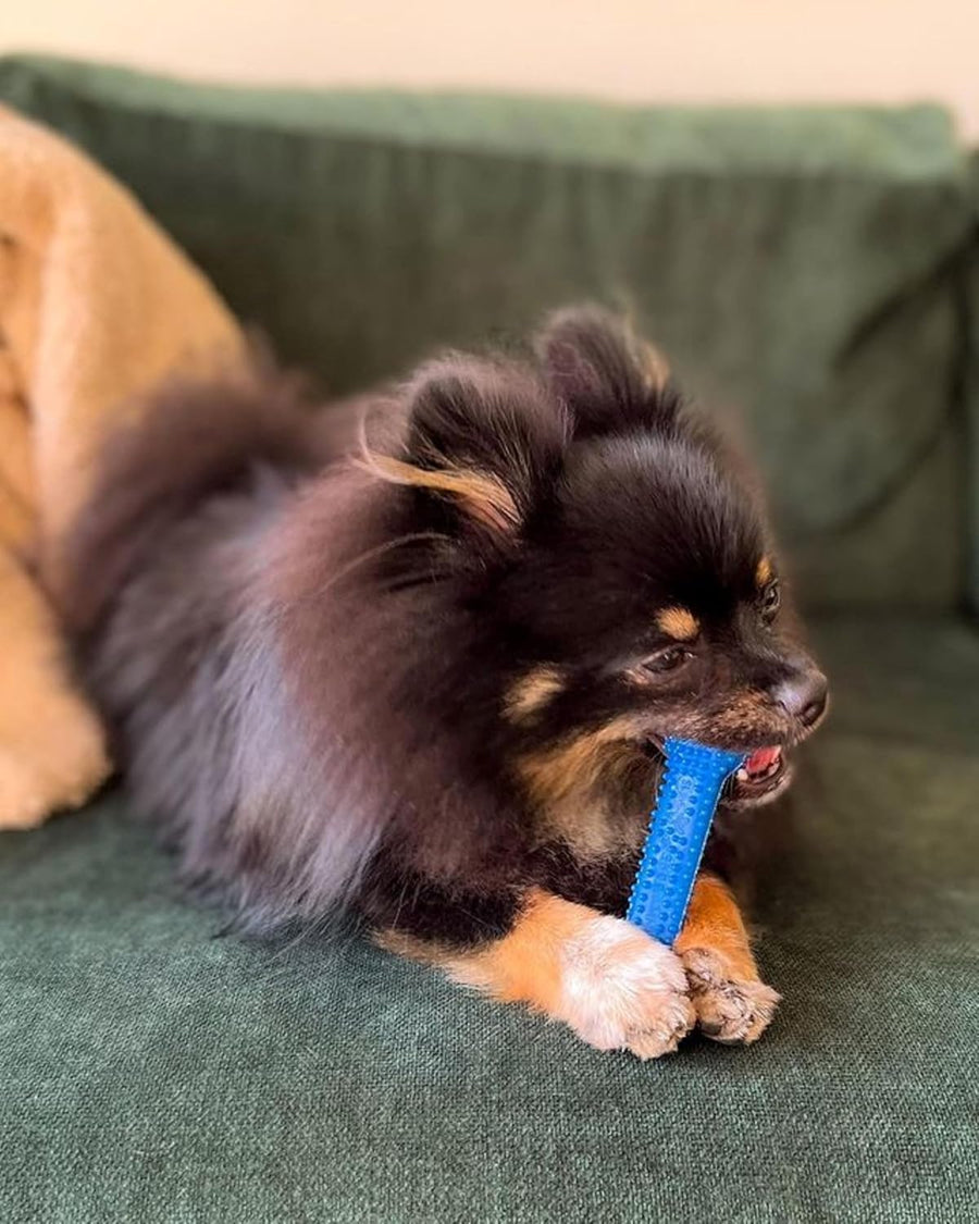 Nylabone Dental Chew Bone