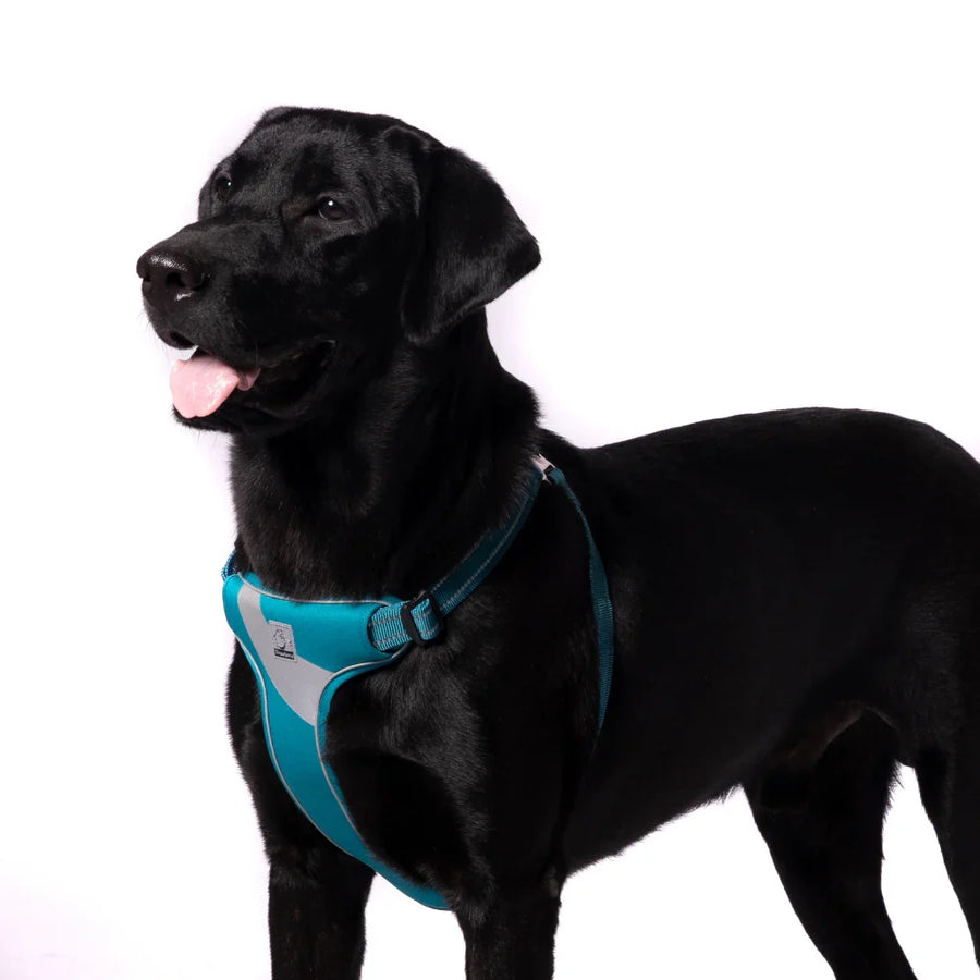 True Love Step In Harness for Dogs - 3M