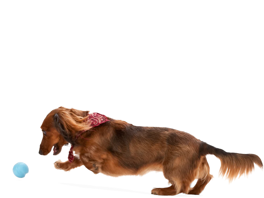 West Paw Zogoflex Jive Ball Dog Chew Toy