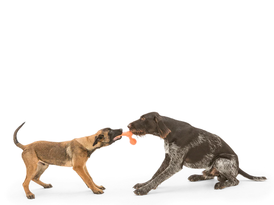 West Paw Zogoflex Echo Skamp Fetch Standard Dog Toys
