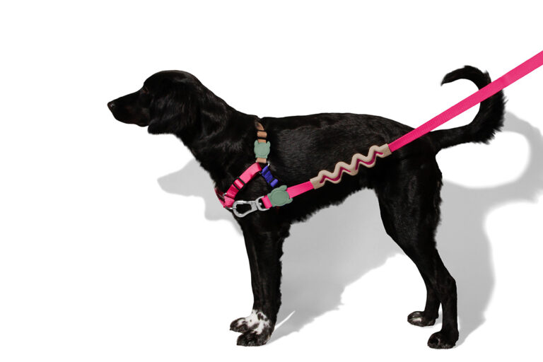 Zee Dog Yucca Softwalk Harness for Dogs