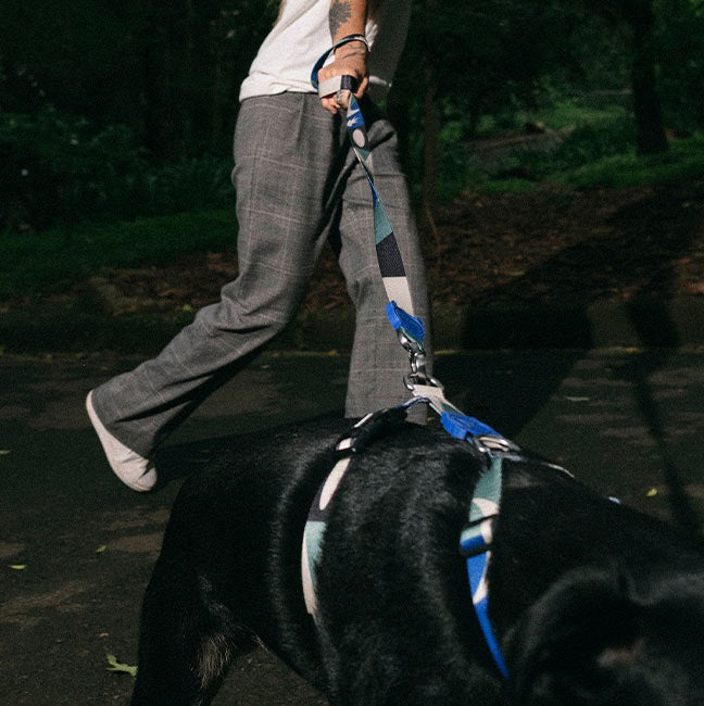 Zee Dog Skull H-Harness for Dogs