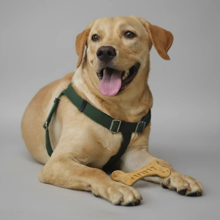 Fofos Stix Wooden Toy for Dogs