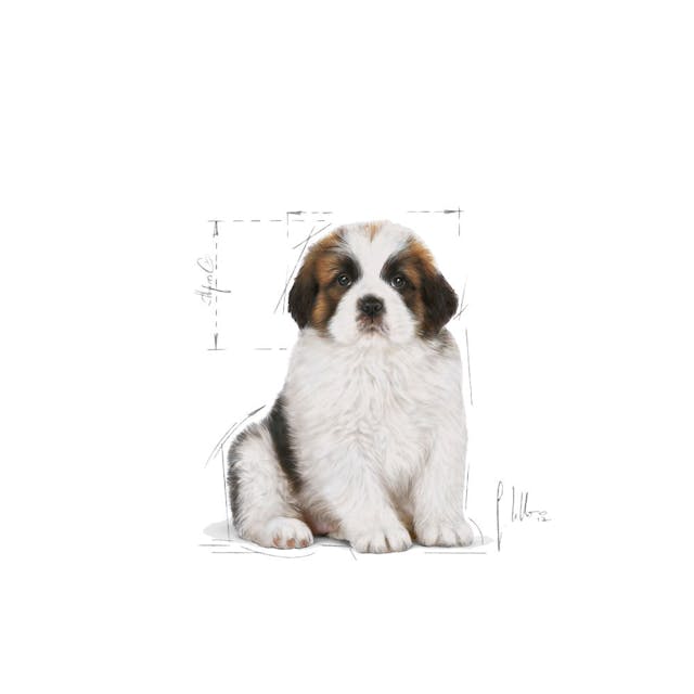 Royal Canin Giant Puppy Dog Dry Food