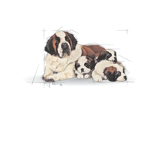 Royal Canin Giant Starter Dog Dry Food