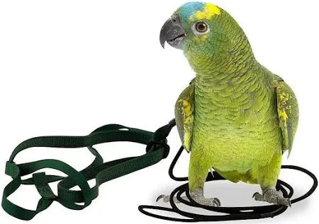 Beaks Bird Harness