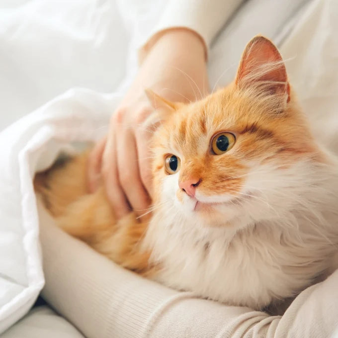 Nature's Protection Healthy Pregnancy Complementary Feed for Adult Dogs and Cats
