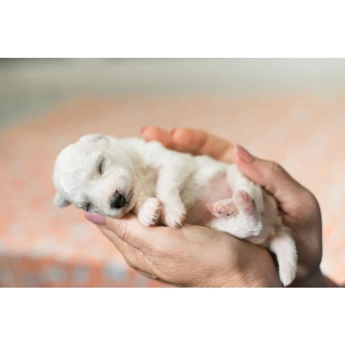 Nature's Protection Puppy Milk Replacer for Puppies for Bone Development & Growth