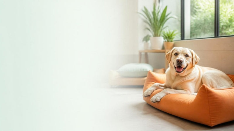 A cage-free pet hotel, with daily photo updates