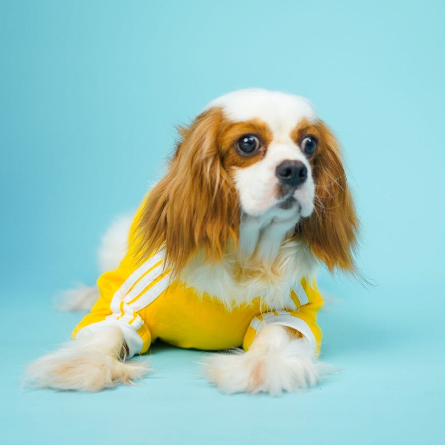 Pets Way Dive In Stripes Yellow T-Shirt for Dogs
