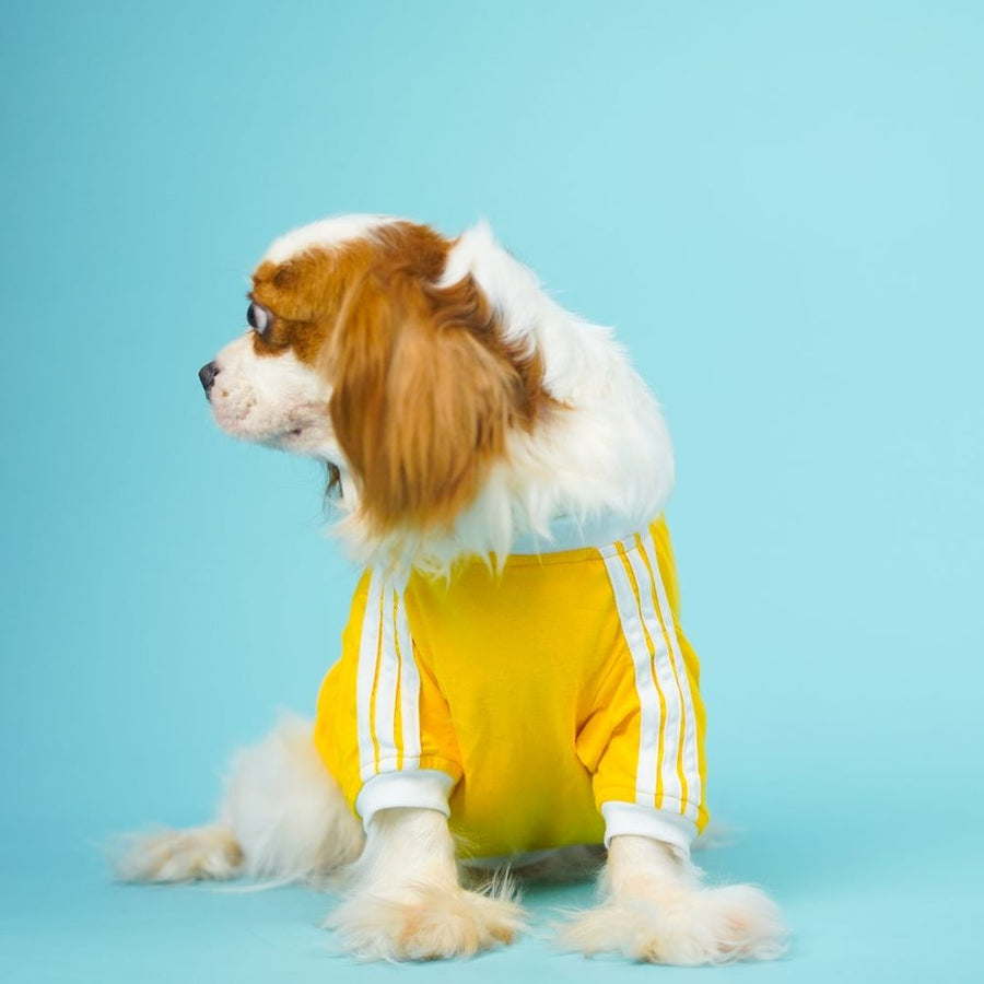 Pets Way Dive In Stripes Yellow T-Shirt for Dogs