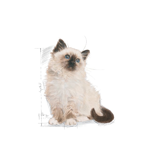 Royal Canin Kitten Cat Dry Food
