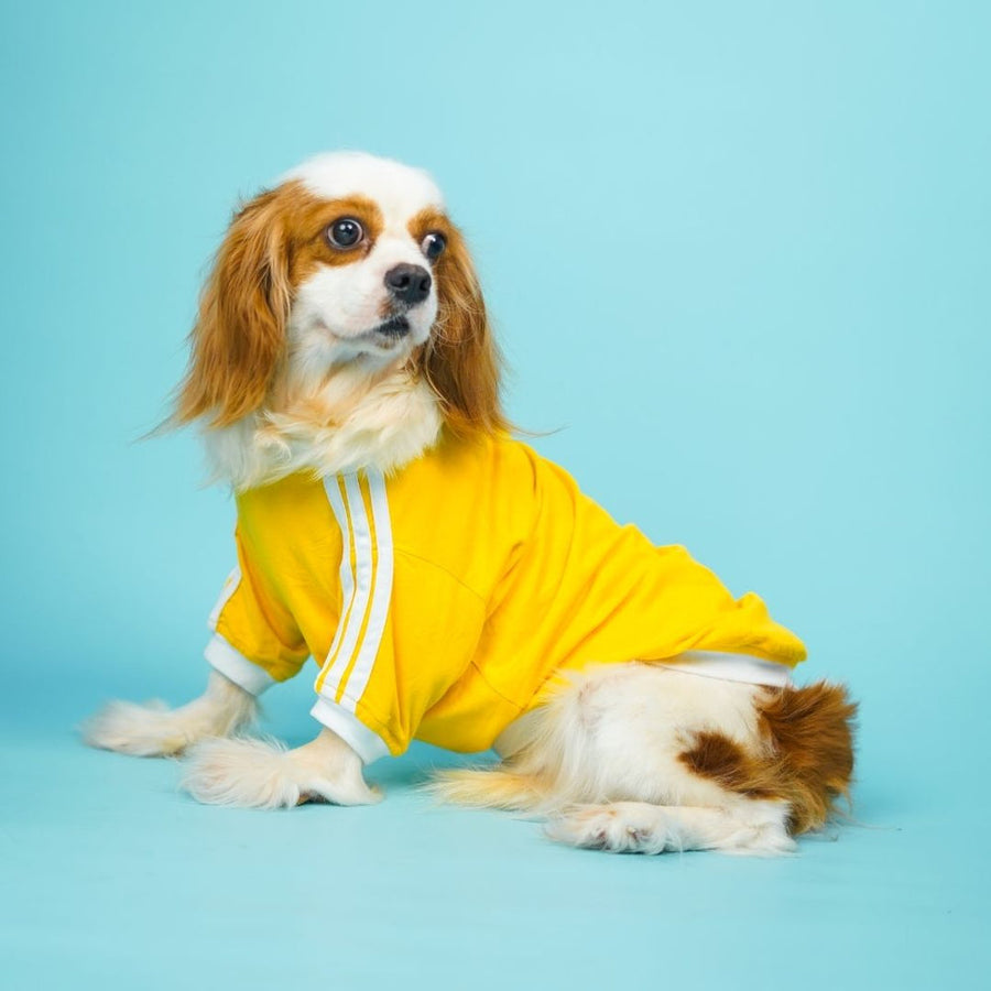Pets Way Dive In Stripes Yellow T-Shirt for Dogs