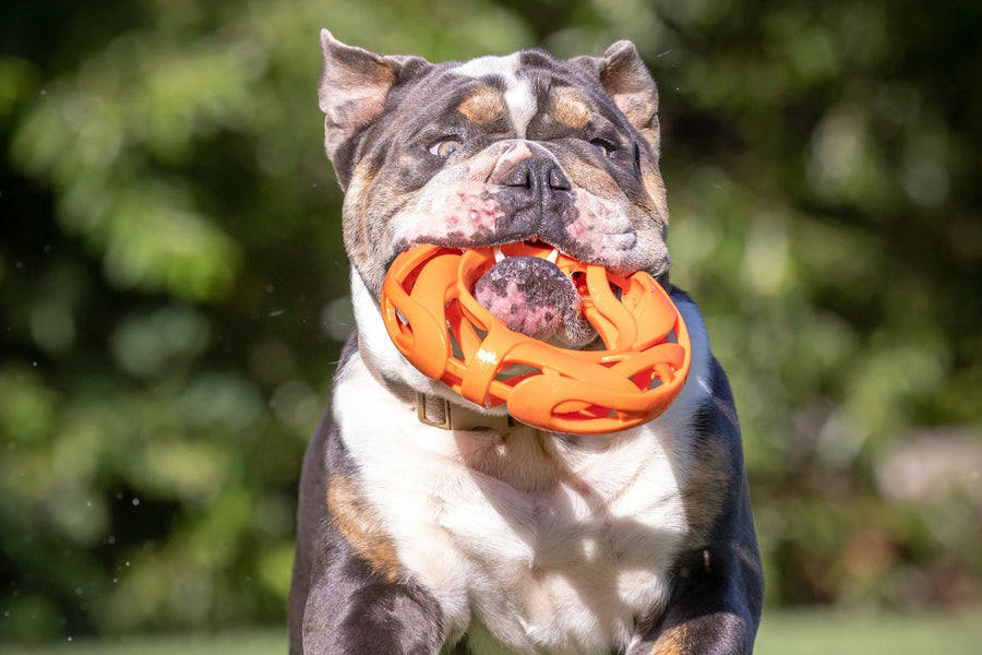 Chuckit Air Fetch Footbal Dog Toy