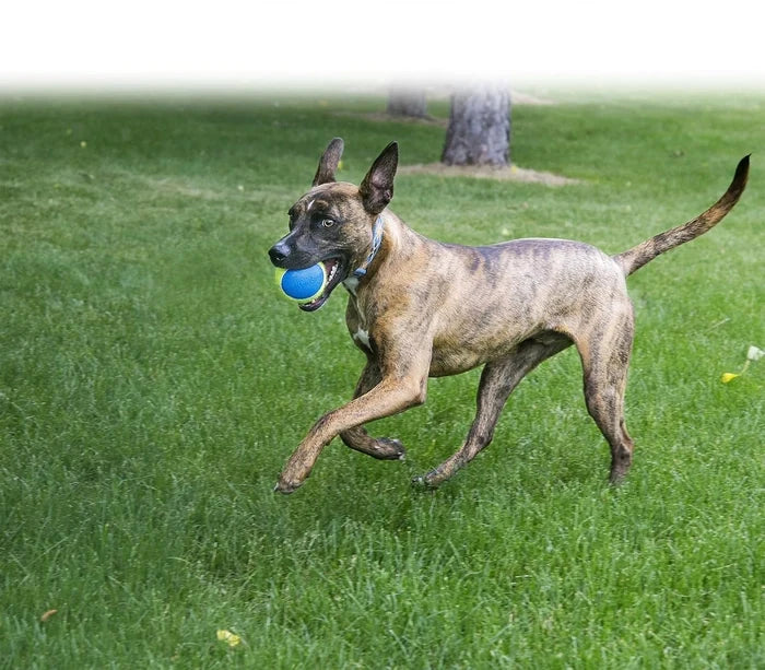 Kong Ultra Squeak Air Ball Dog Toy