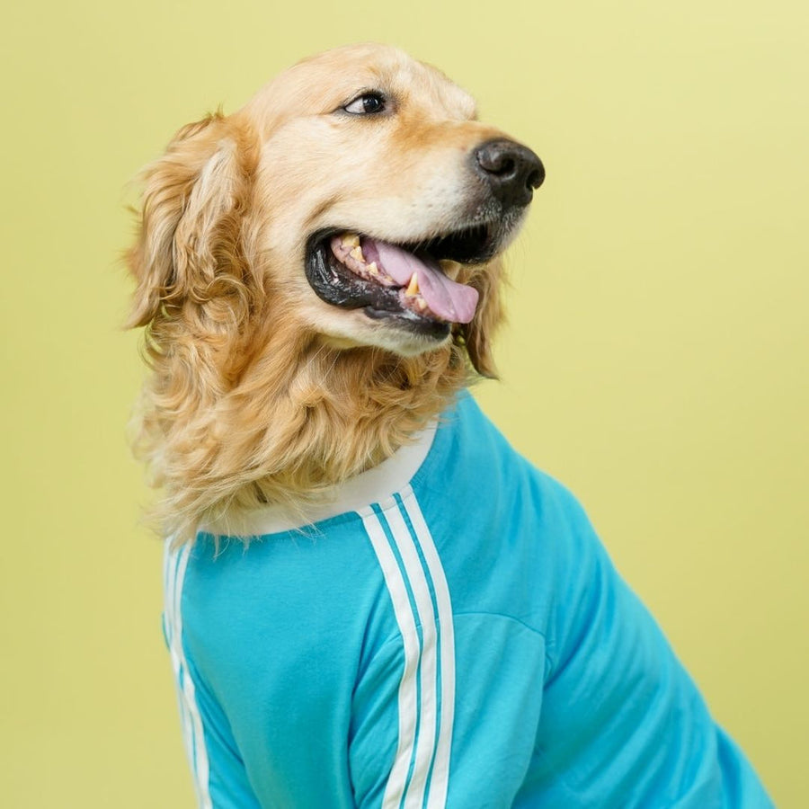 Pets Way Dive In Stripes Ocean T-Shirt for Dogs