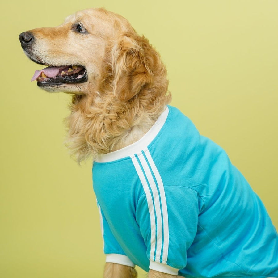 Pets Way Dive In Stripes Ocean T-Shirt for Dogs
