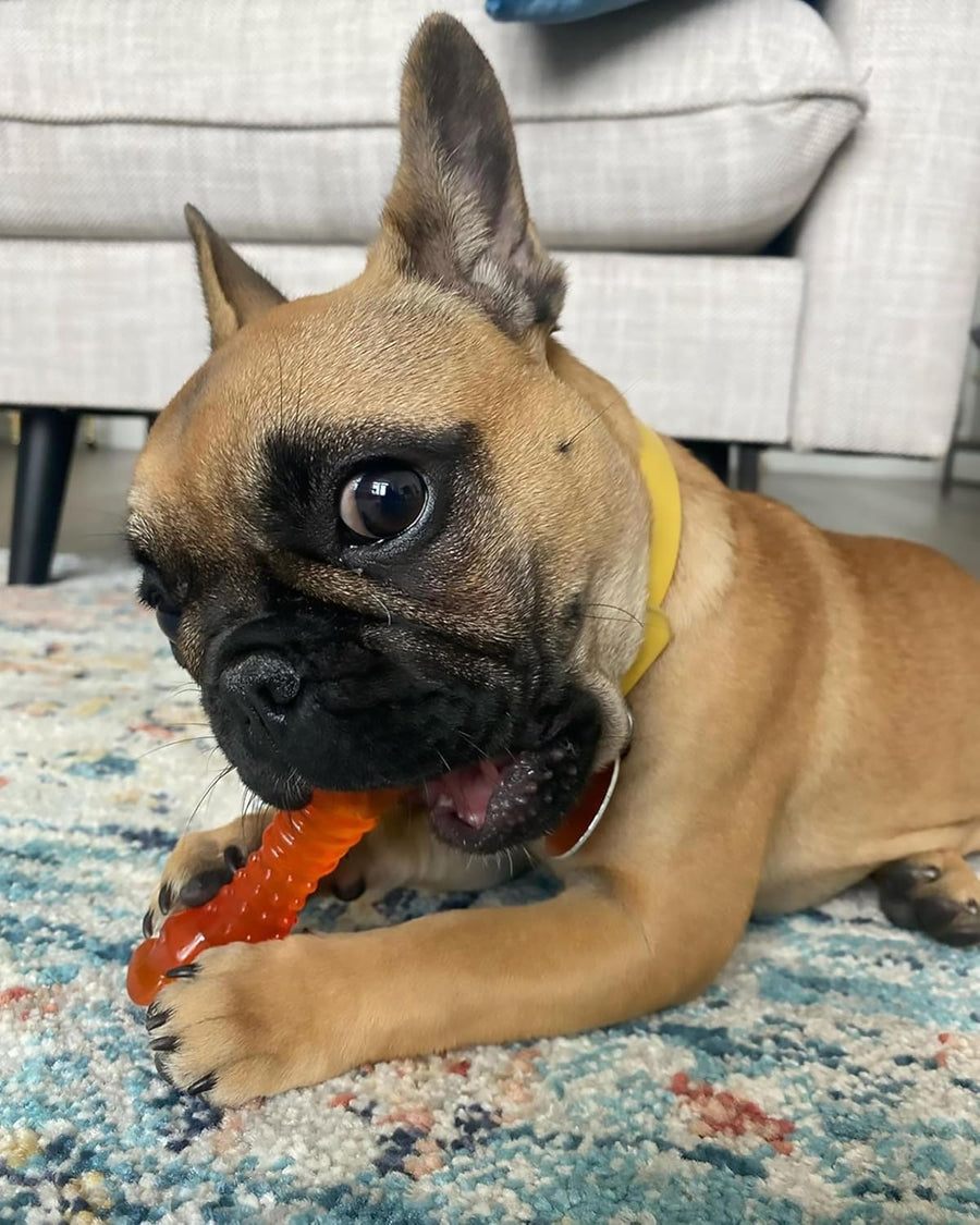 Nylabone Puppy Chew Freezer Bone for Dogs