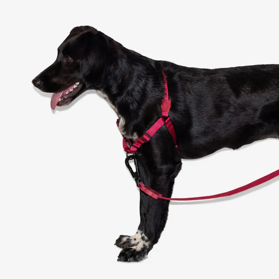 Zee Dog H-Harness for Dogs - Bordeau