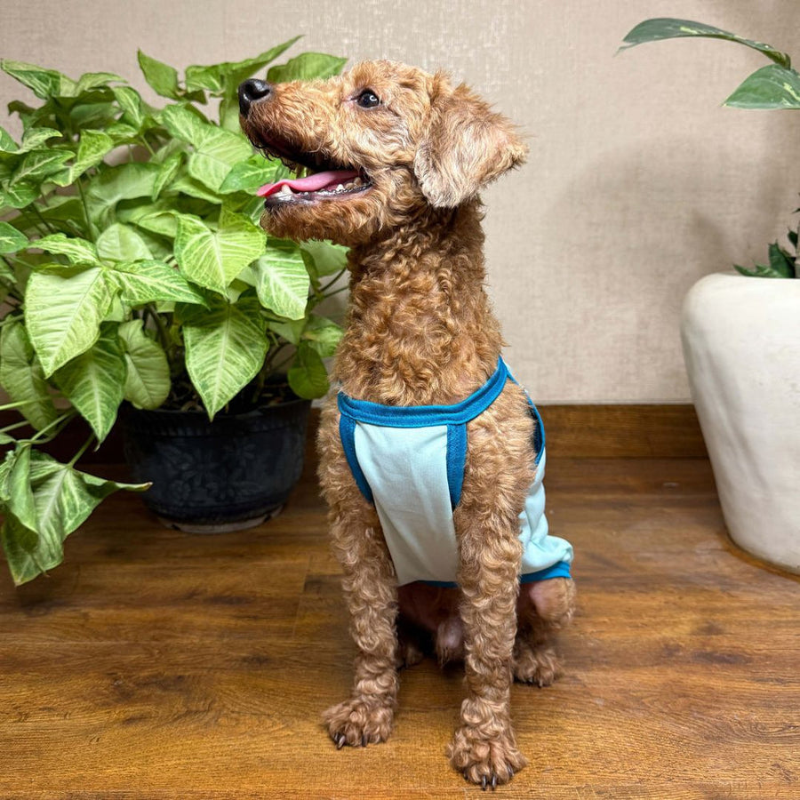 Pets Way Solid Cyan Jungle claws Vest for Dogs