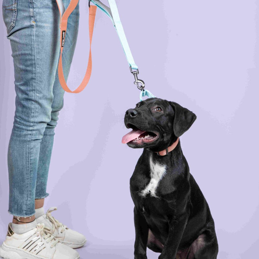 Pets Way Dual Handle Leash For Dogs
