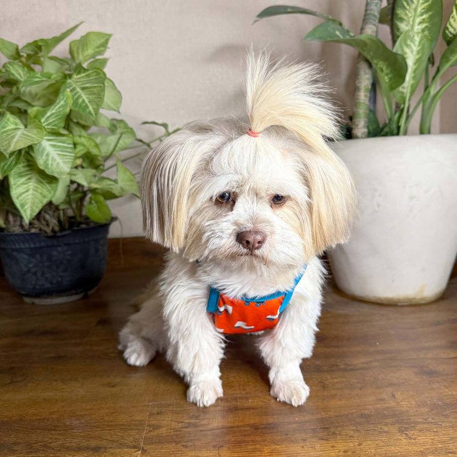 Pets Way Roller Skate Printed Vest for Dogs