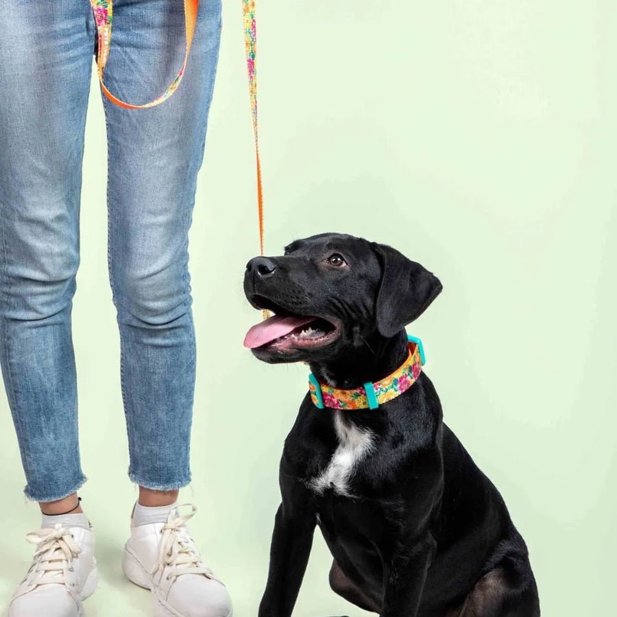 Pets Way Printed Collar For Dogs