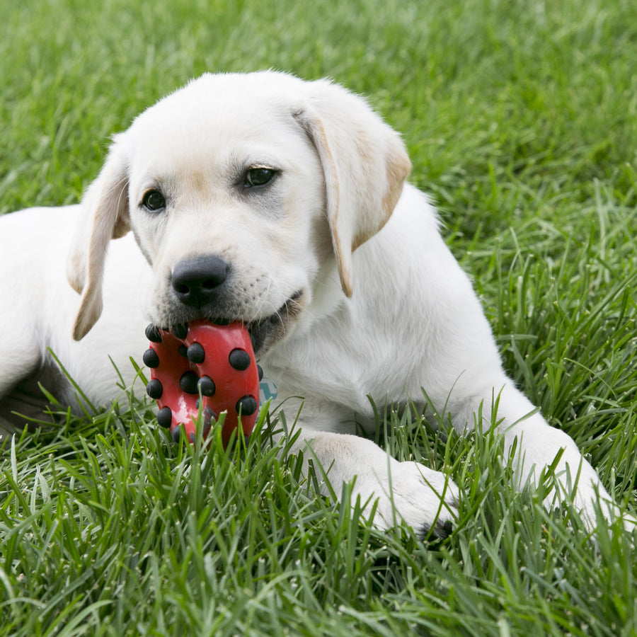 Kong Dotz Circle Dog Toy