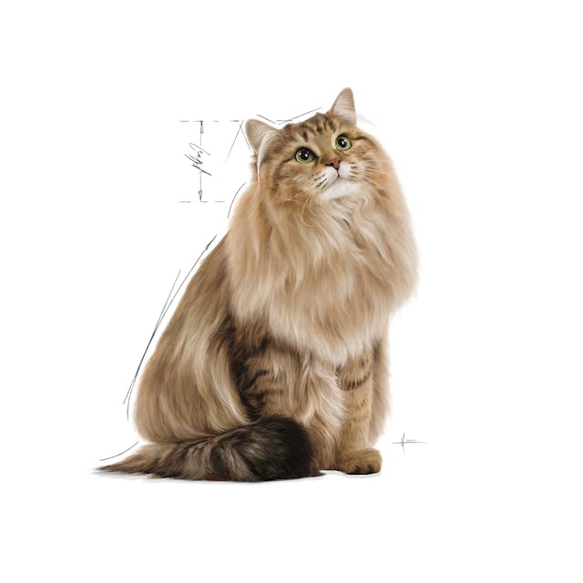 Royal Canin Intense Beauty Cat Wet Food