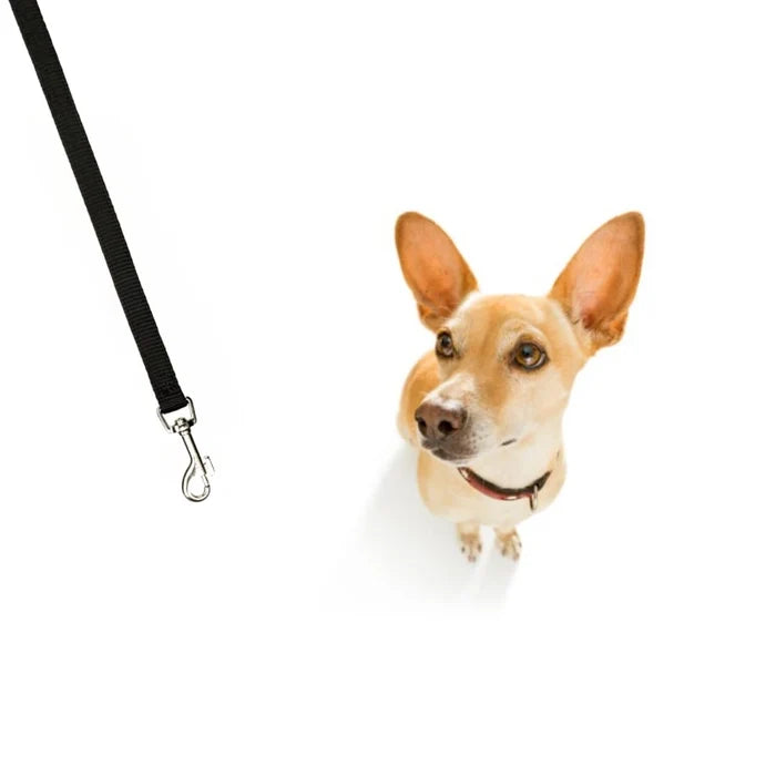 Trixie Classic Lead for Dogs