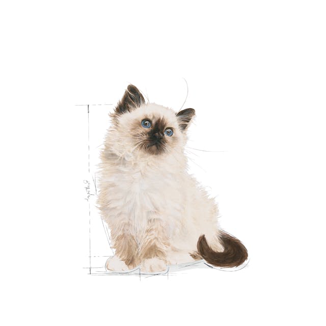 Royal Canin Kitten Cat Wet Food