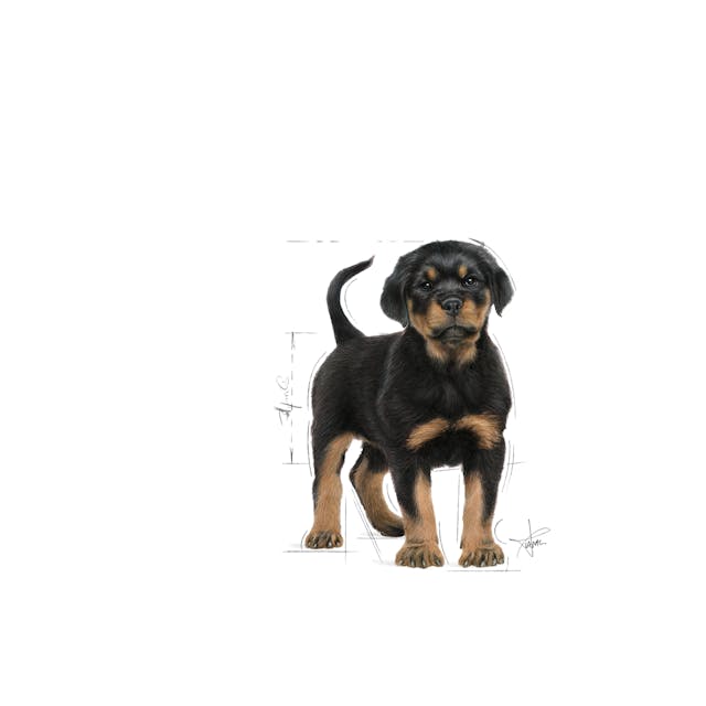Royal Canin Rottweiler Puppy Dog Dry Food