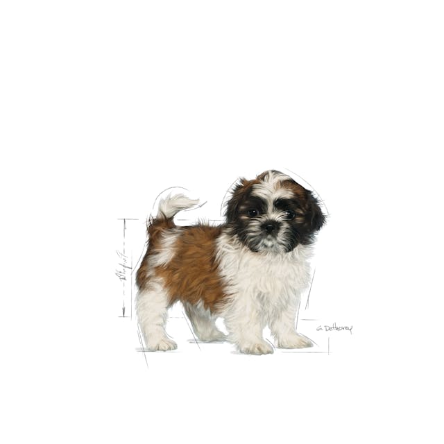 Royal Canin Shitzu Puppy Dog Dry Food
